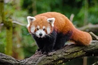A red panda on a branch.