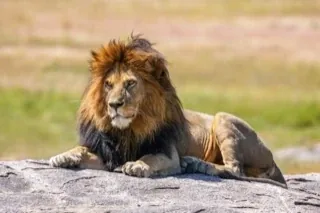 A picture from the animals pack: a wildlife photograph.