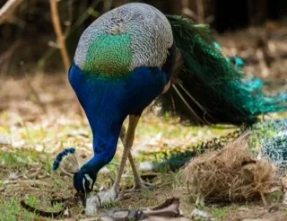 A peacock with its tail fanned.