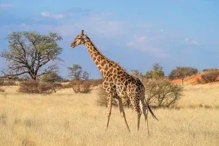 A picture from the animals pack: a wildlife photograph.