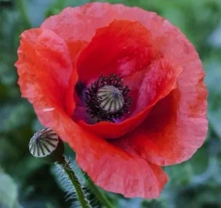A picture from the flowers pack: a flower photograph.