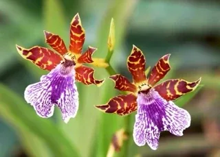 A picture from the flowers pack: a flower photograph.
