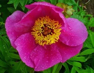 A vivid pink peony.