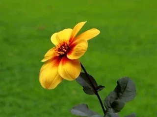 A picture from the flowers pack: a flower photograph.
