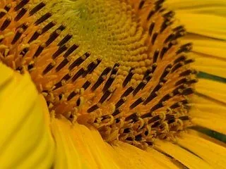A picture from the flowers pack: a flower photograph.