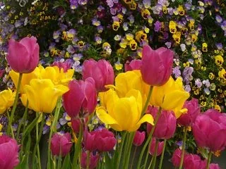 A bed of red, pink and yellow tulips.