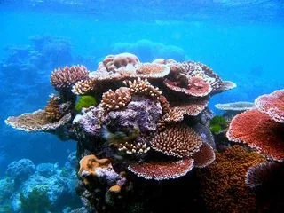 A coral reef in bright blue water.