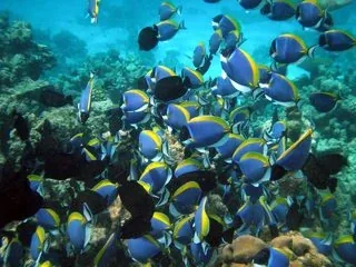 A picture from the ocean pack: an underwater photograph.