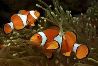 Clownfish among anemones.