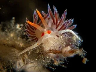A picture from the ocean pack: an underwater photograph.
