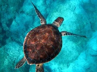 A picture from the ocean pack: an underwater photograph.