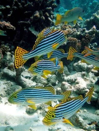A picture from the ocean pack: an underwater photograph.